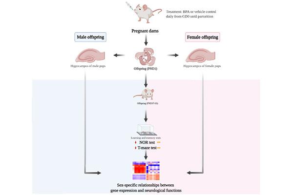 Prenatal BPA Exposure May Contribute to the Male Bias of Autism Spectrum Disorder