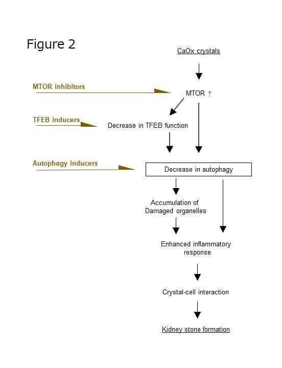 Deregulated mTOR-TFEB Axis Could Be An Effective Target for Kidney Stone Formation