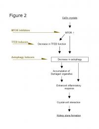 Deregulated mTOR-TFEB Axis Could Be An Effective Target for Kidney Stone Formation