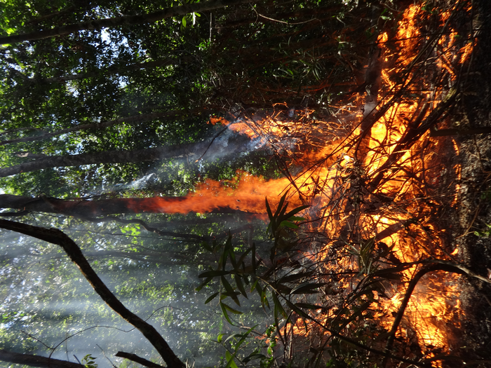 Burning tree in the Amazonian rainforest