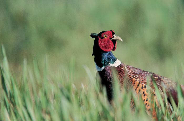 Male pheasant