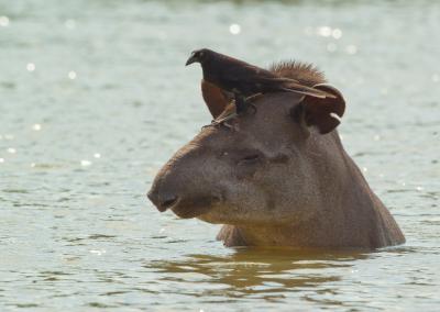 Tapir