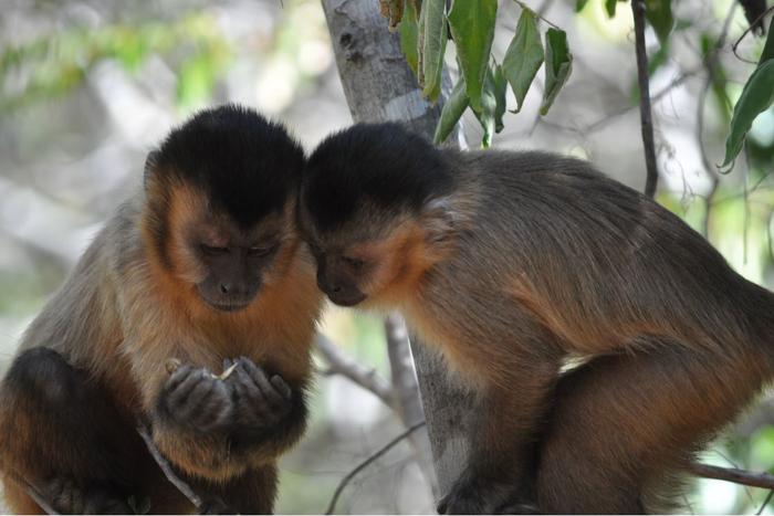 Bearded capuchin