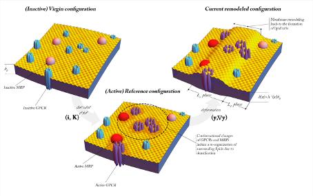 Illustration of Lipid Raft