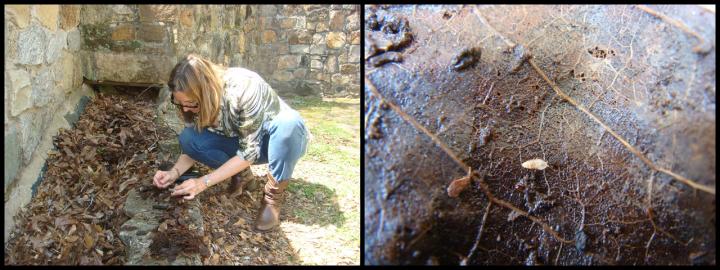 Dr. Adrienne Jochum Collecting New Species