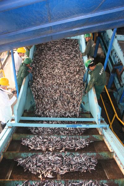 Anchoveta in a Peru Processing Plant