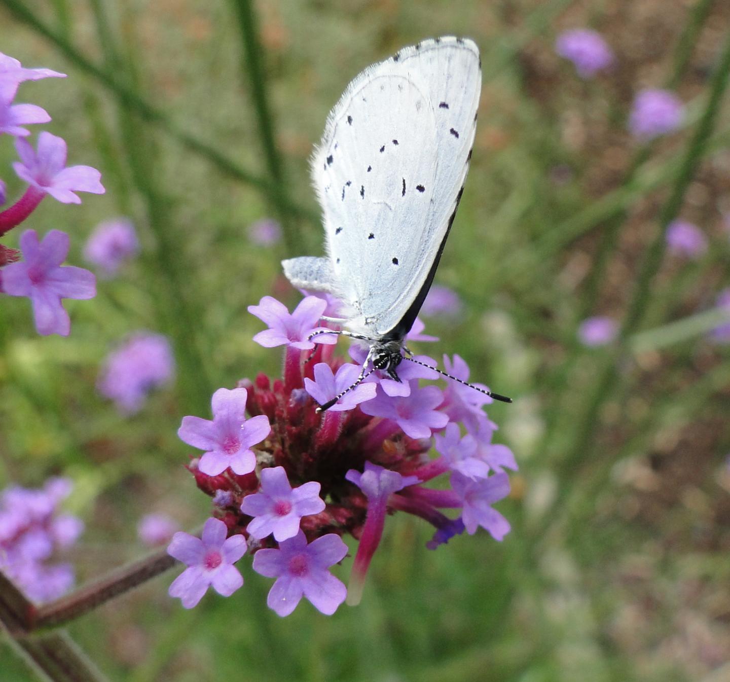 The Holly Blue Butterfly on the Non-Native Plant Verbena Bonariensis (Argentinian Vervain)