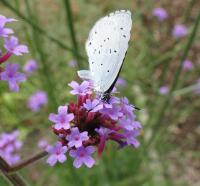 The Holly Blue Butterfly on the Non-Native Plant Verbena Bonariensis (Argentinian Vervain)