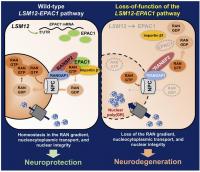 LSM12-EPAC1 pathway