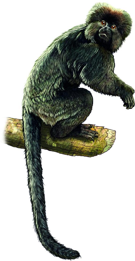 South America's Oldest Monkey