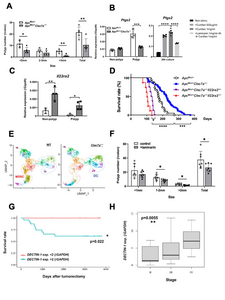 Delineating the pathophysiological role of Dectin-1 in colorectal tumorigenesis based on murine and clinical studies