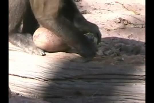 Capuchin Monkey Cracking a Nut