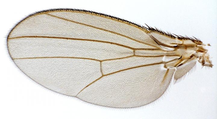 Fruit Fly Wings Open Window on Evolutionary Question
