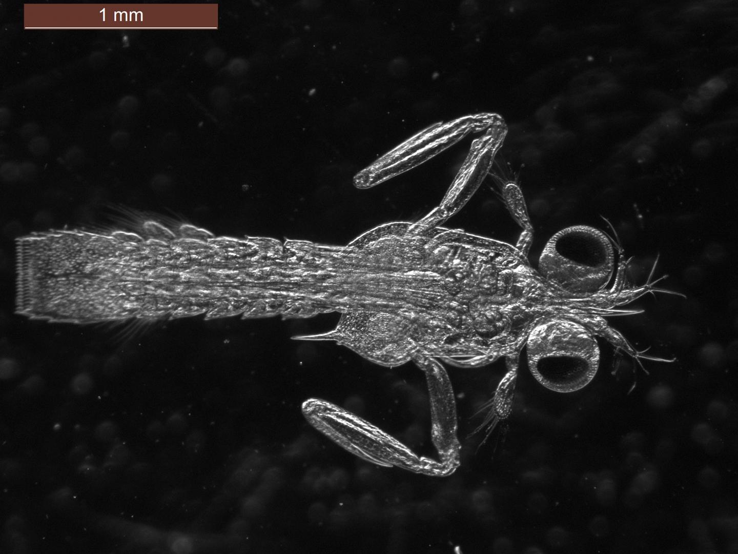 Gonodactylaceus falcatus larva with scale bar (2)