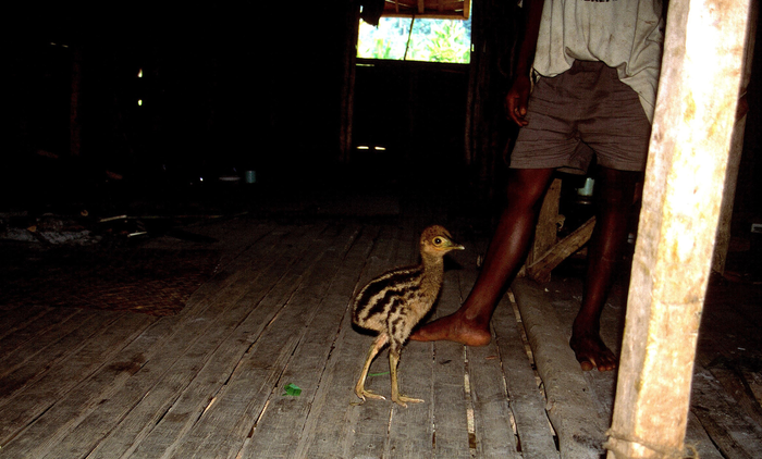 Cassowary chick
