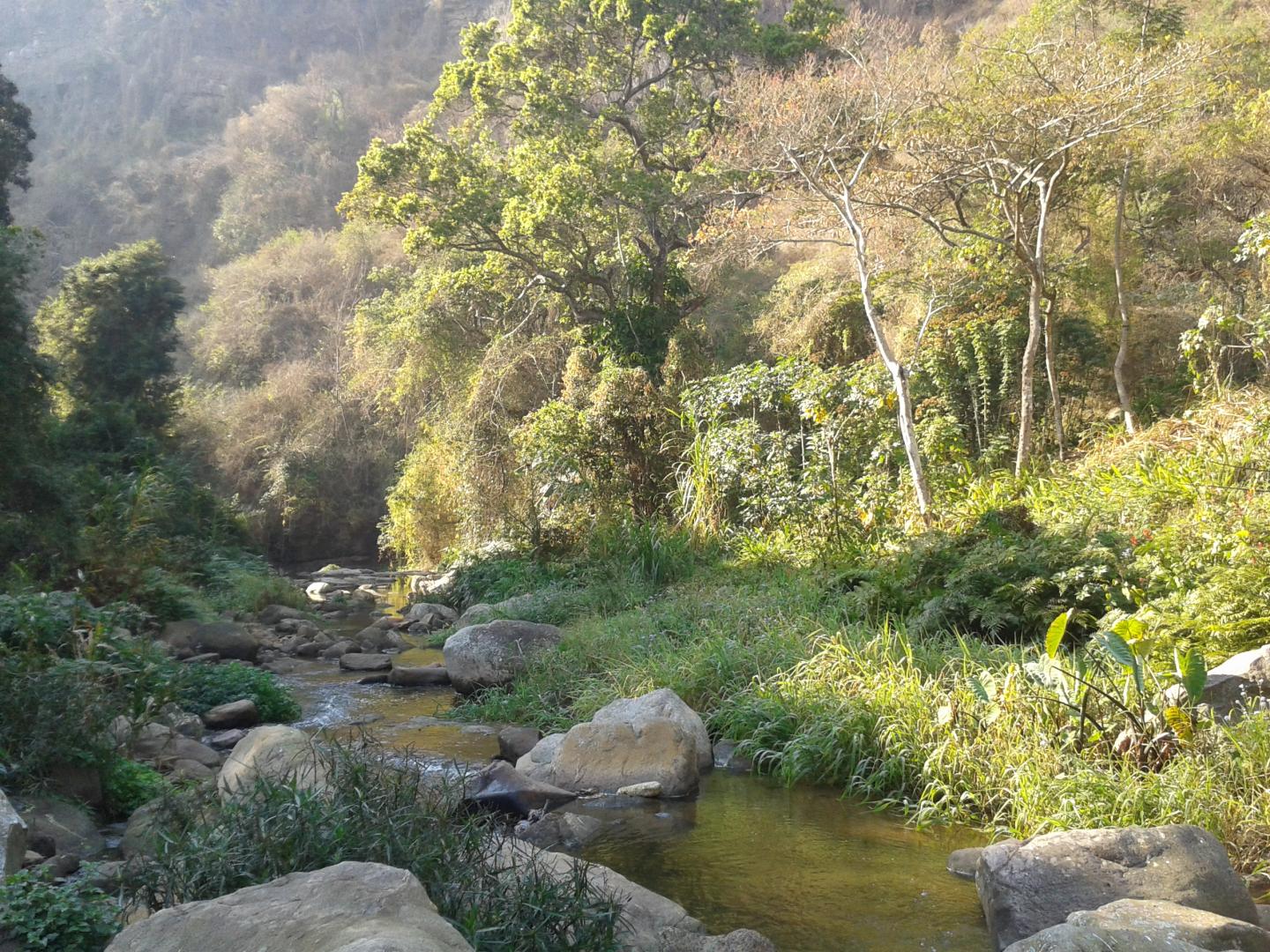 River systems are ideal habitats for Alligator weed