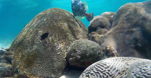 A damselfish seen with a filefish at a cleaning station