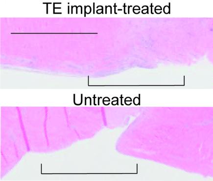 Reversing Jaw Degeneration in Minipigs (4 of 4)