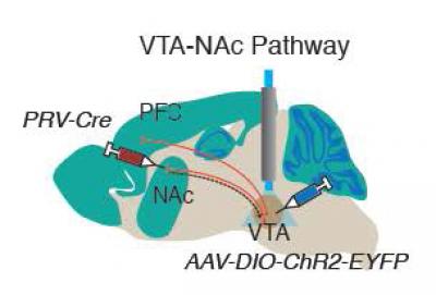 Optogenetic Control of Reward Circuit