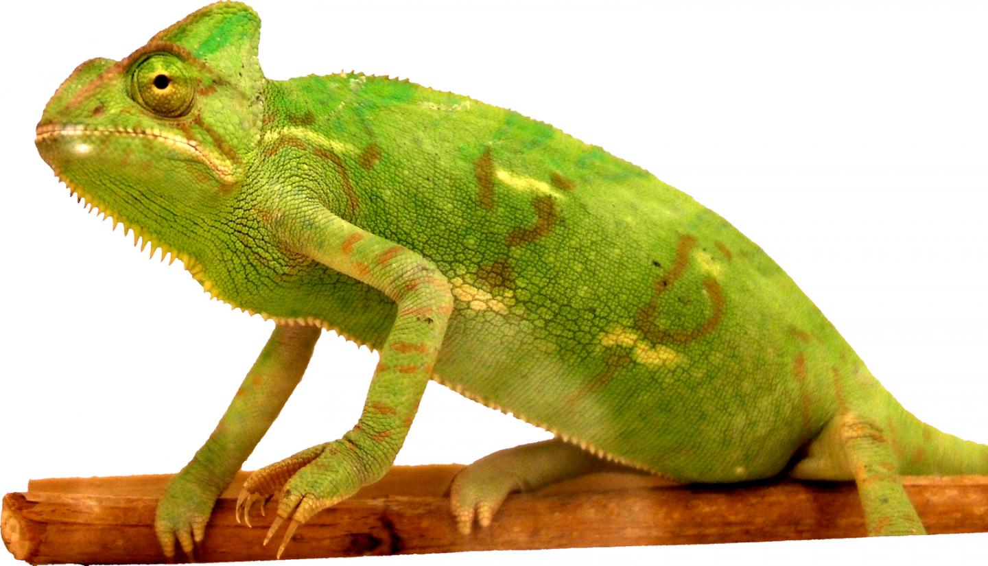 <em>Chamaeleo calyptratus</em>