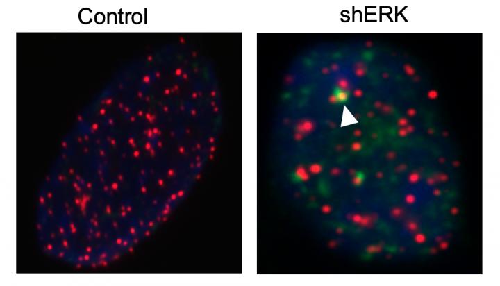 Telomeres in Mouse Embryonic Fibroblasts