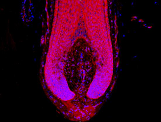 Command Center for Maintaining Hair Growth