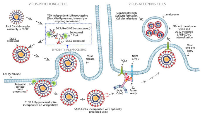 Engineered FuG1 antibody
