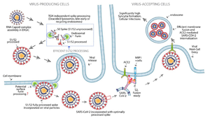 Engineered FuG1 antibody