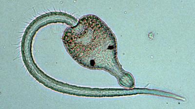 Stage of a Parasite Larva