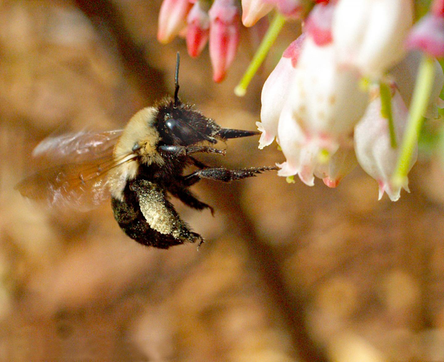 Southeastern Blueberrry Bee