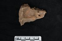Piece of petrous bone from a ~9,500-year-old individual from Bianbian Cave, Shandong, China