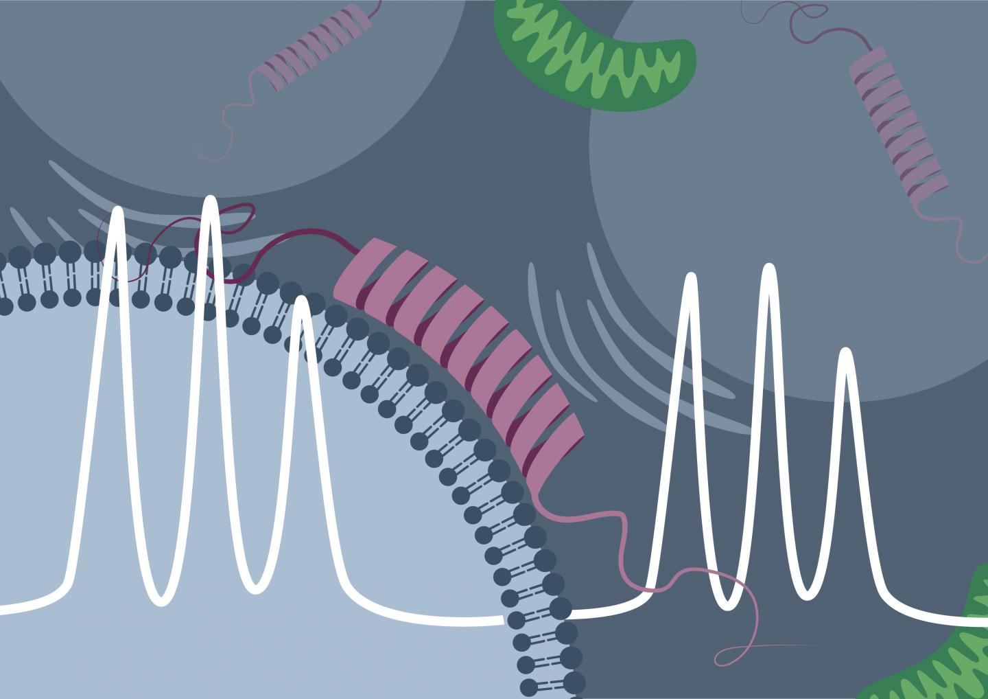 Graphical Abstract/Demystifying the 'Parkinson Protein'