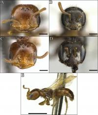 'Ant-Like' Species of the Desert Bee Genus <em>Perdita</em>