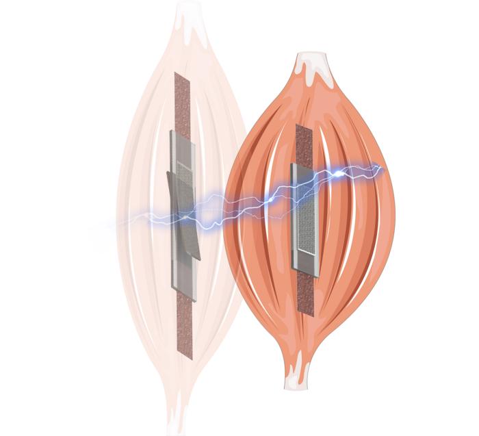 An electric self-sensing and variable-stiffness artificial muscle.