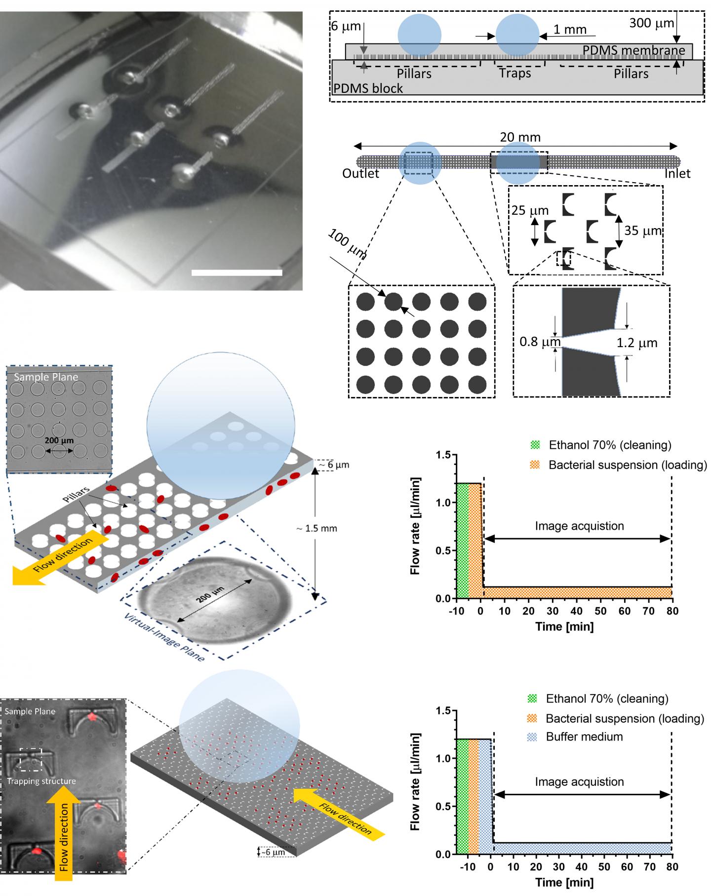 Structure and operation of the microfluidic chip.