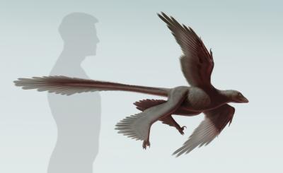 Illustration of <I>Changyuraptor yangi</I>