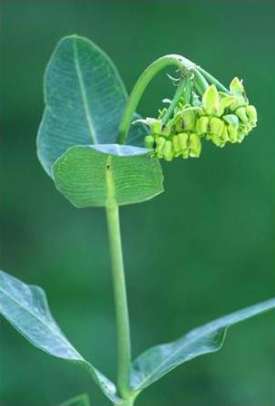 Mead's Milkweed, <i>Asclepias meadii</i>
