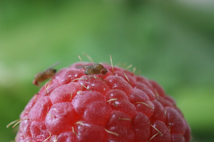 Fruit crop damage