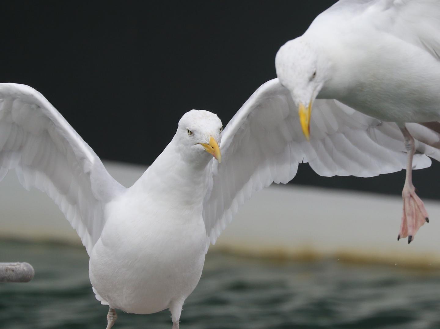 European Herring Gulls