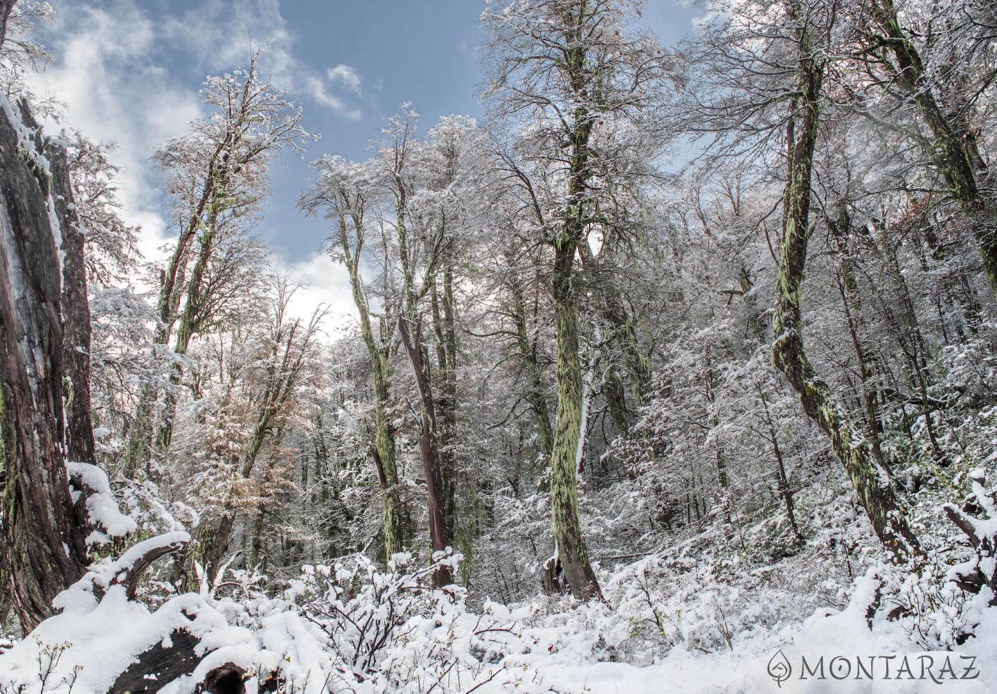 Chilean Temperate Forest in Snow