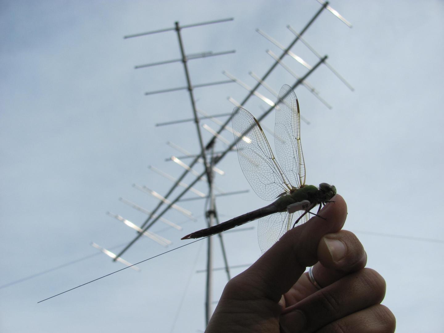 Green Darner Dragonfly near a Telemetry Tower