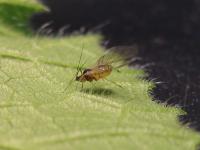 Winged Aphids (2 of 2)