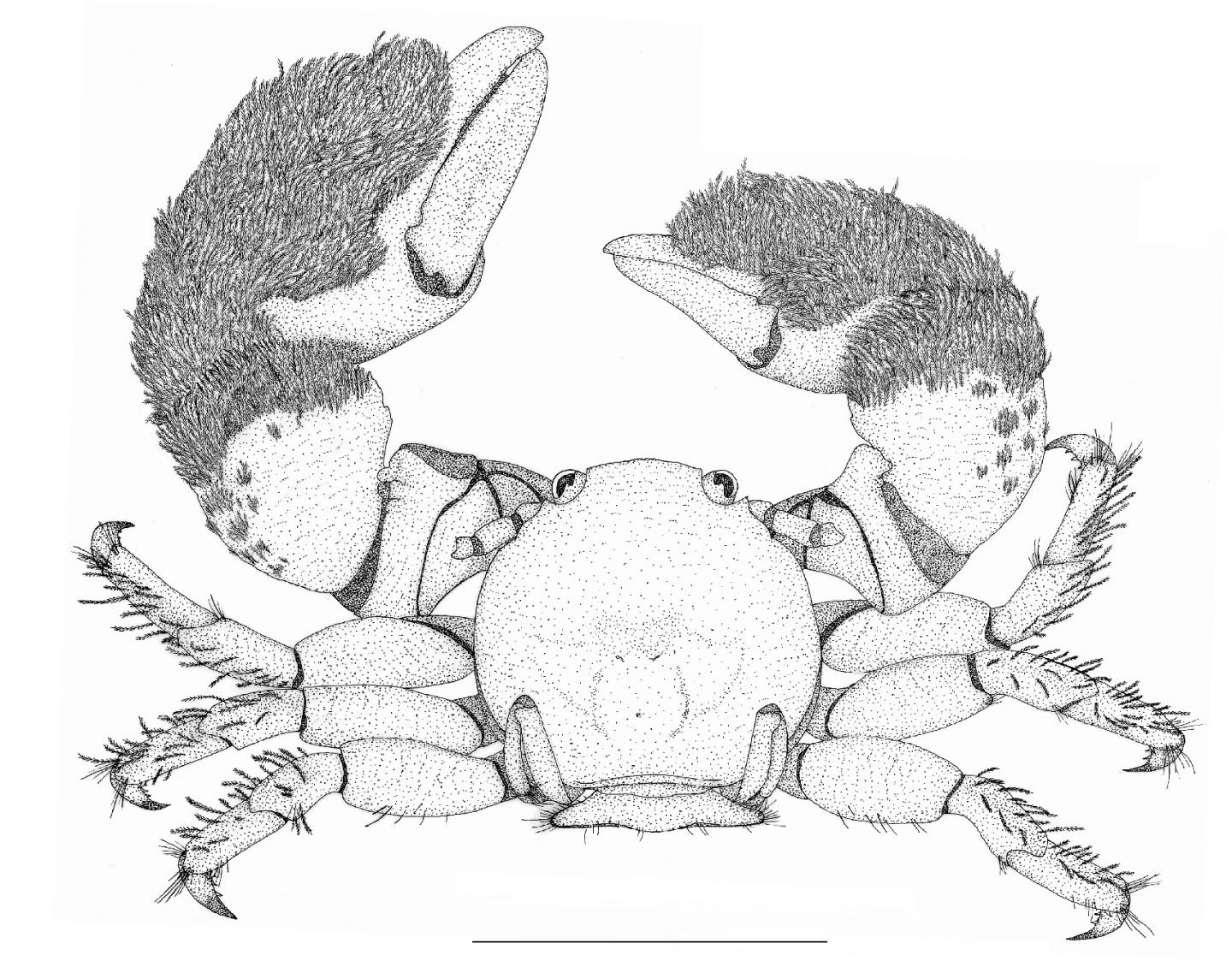 Pachycheles tuerkayi