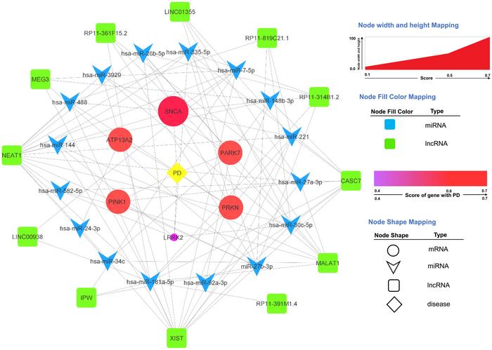 The PD ceRNA network showing six mRNAs common to PD types, 16 miRNAs interacting with the mentioned mRNAs, and 12 lncRNAs having the most interactions with the mentioned miRNAs.