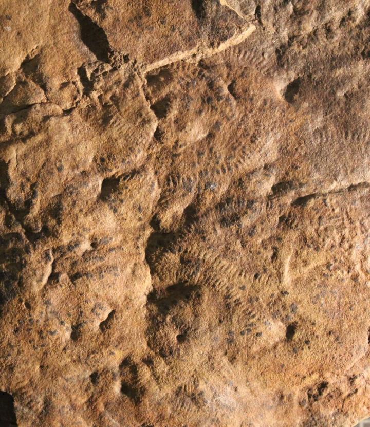 <I>Shaanxilithes</I>