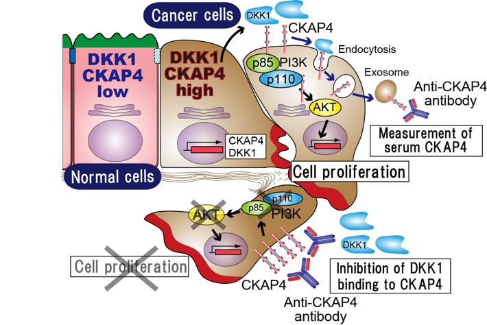 Fig.1: DKK1–CKAP4 Signaling and Application of the Anti-CKAP4 Antibody