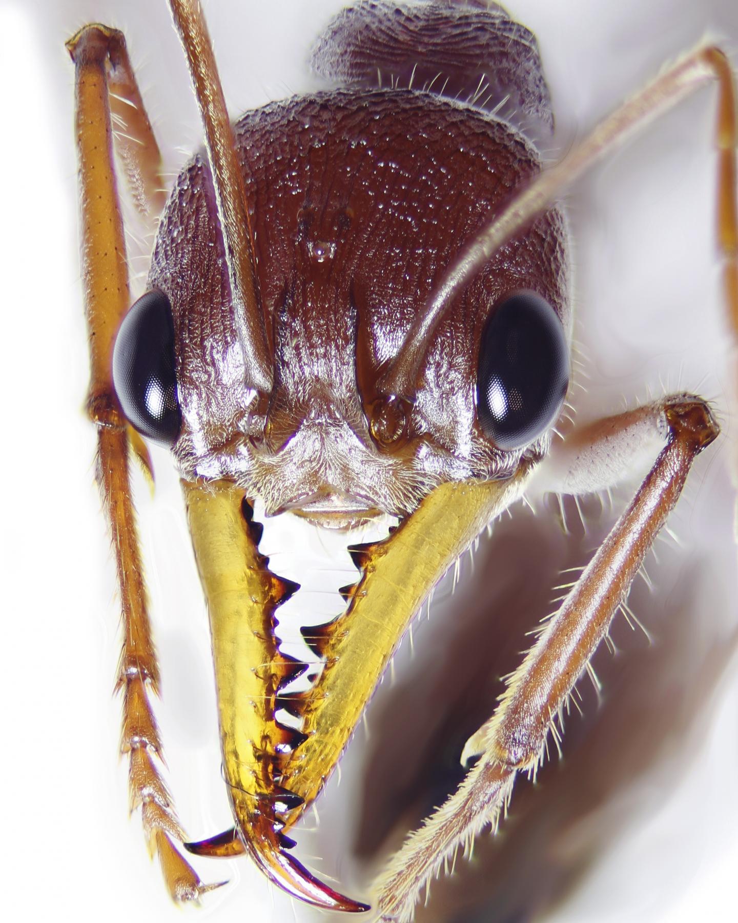 Ant Venom Includes More than One Pain-Producing Peptide (2 of 4)