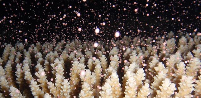 Bending with the Wind, Coral Spawning linked to Ocean Environment