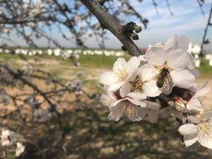 bee in almond flower