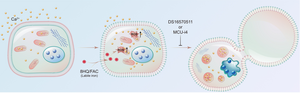 Model for labile iron-induced ferroptosis.